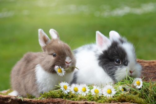 2023年兔宝宝出生最佳的农历月份 属兔人运气如何