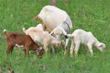 几月份出生的属羊人命最好，你属于哪一个？