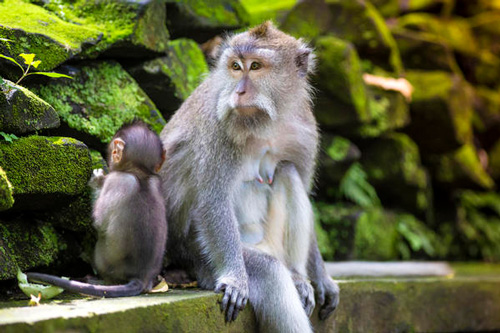 属猴最近有没有贵人出现 今年几月属猴人会遇贵人