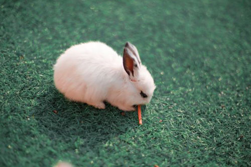 87属兔人最旺的年龄，属兔运势最旺是哪一年
