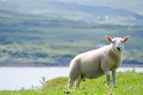 属羊的女生婚配属什么最好呢？