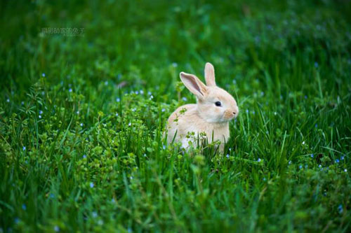 2023年兔是金命还是水命 水兔命和什么命相生