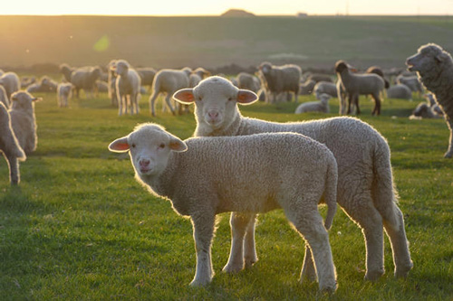 2023年属羊下半年太可怕了 2023年属羊人的幸运色