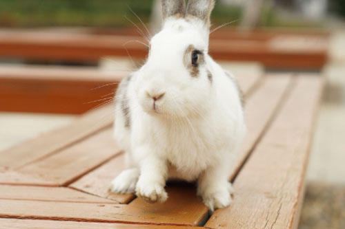 属兔人买车位选什么数字属兔人的吉利数字是什么