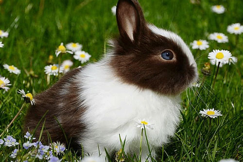 兔和什么生肖最配财运最佳 与属兔人最合财的属相