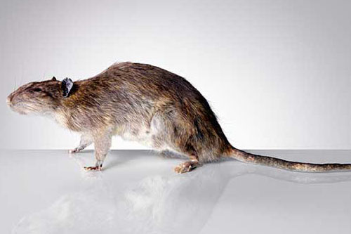 属鼠的今年多大了2023年多大了 属鼠的今年多大了是什么命