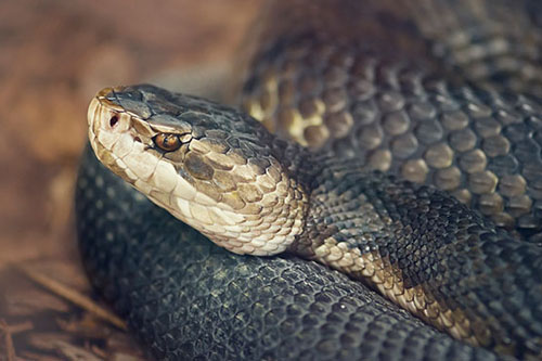 属蛇的大人物一般出生在几月 属蛇的大人物一般出生在几点