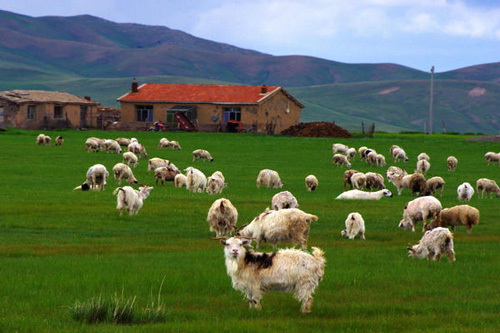 生肖羊女最怕出生几月 属羊人出生在几月命苦