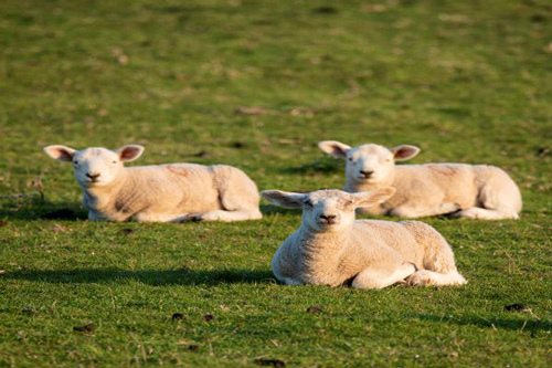 生肖属羊人的性格缺点有哪些?
