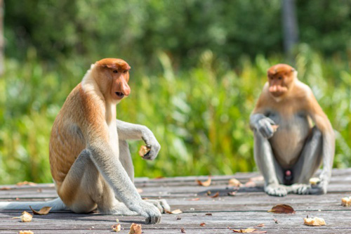 最旺属猴人的5个数字 属猴的幸运数字是什么