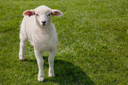 生肖羊31岁过后命数已定 31岁属羊的命运