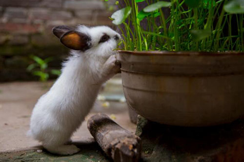 2023年农历四月出生的水兔宝宝 农历4月出生属兔人命好吗