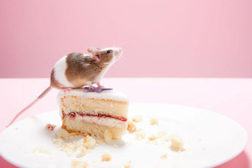 属鼠的今年犯什么太岁2023属鼠如何化解太岁