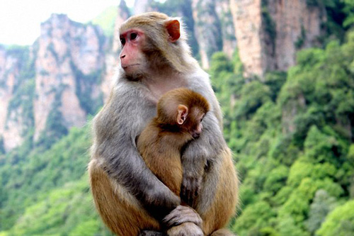 属猴男人性格不好表现哪些方面 属猴男人的缺点