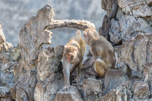 属猴人一生命运如何 猴年宝宝几月出生好?