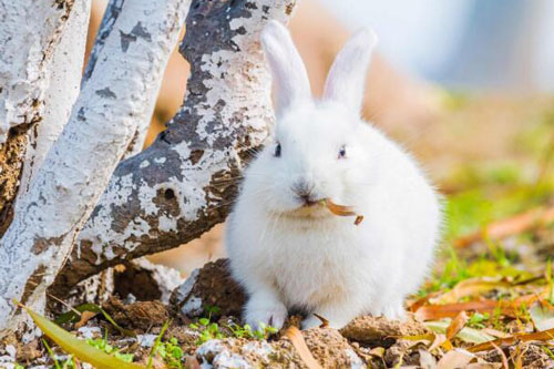 属兔女哪个月最有福气 属兔的是哪一年出生
