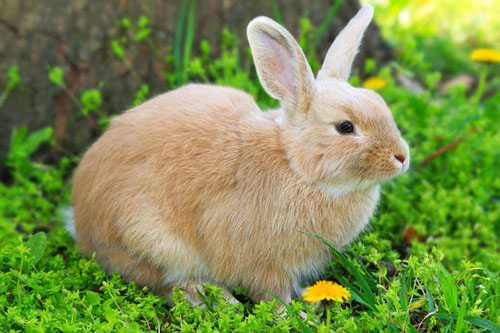 属兔人命最好农历月份 农历属兔的几月出生最好