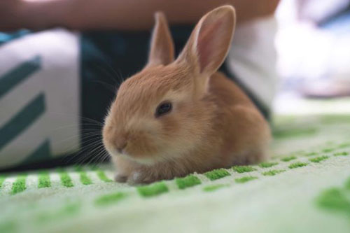 兔什么时辰出生最好命 属兔哪个时刻出生命最好