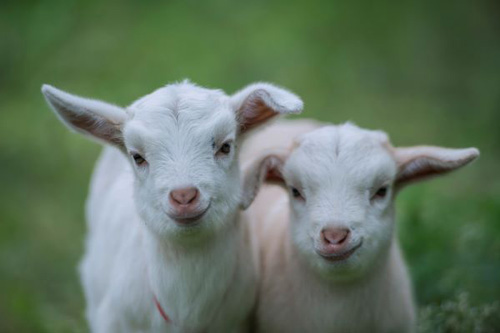 属羊和什么生肖配对 属羊不同出生月份的属相婚配表