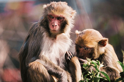 92年属猴人的子女缘 92年属猴人注定的婚姻