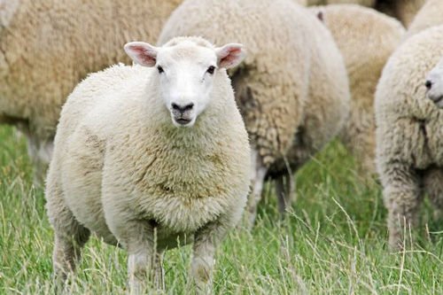 1979属羊人40岁到49岁运程，79年属羊人中年运势怎么样