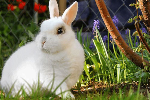 2023兔年农历十二月出生的兔宝宝命好吗 农历12月出生属兔人性格