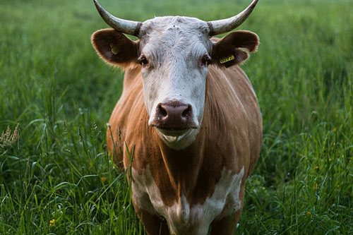 2022年属牛的贵人属相是谁 属牛命中的贵人有哪些生肖