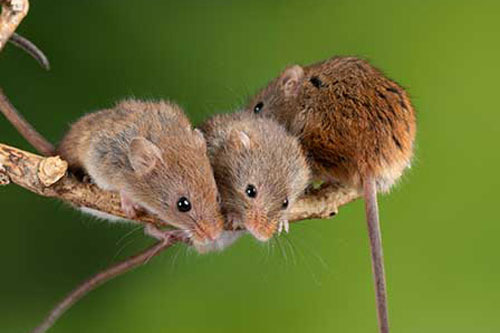 属鼠的是哪一年出生的 属鼠今年多大了