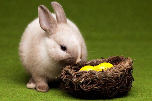 属兔的本命年是哪些年 属兔人本命年的运势分析