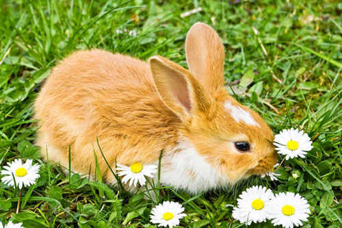 2023年属兔的人多少岁 属兔的2023年多少岁